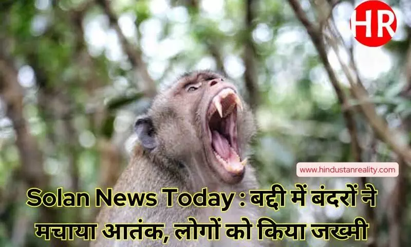 Solan News Today : बद्दी में बंदरों ने मचाया आतंक, लोगों को किया जख्मी