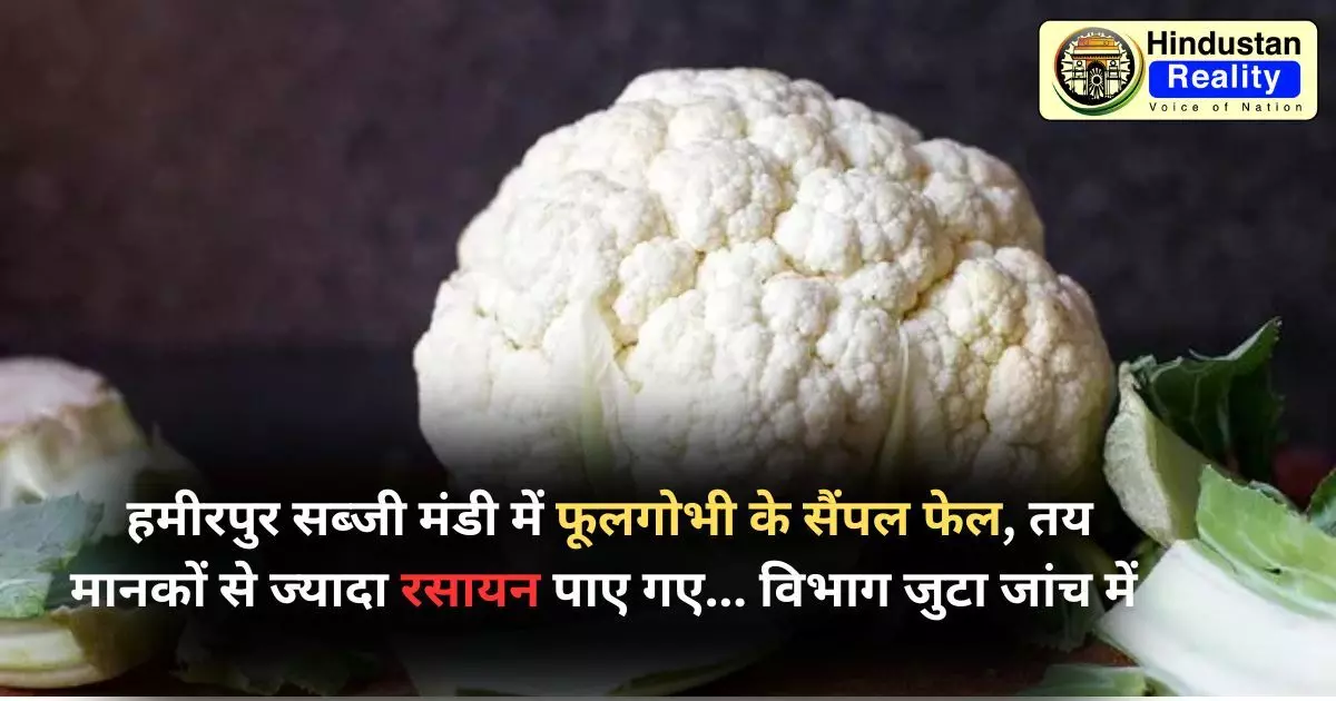 Hamirpur News: सब्जी मंडी में फूलगोभी के सैंपल फेल, तय मानकों से ज्यादा रसायन पाए गए... विभाग जुटा जांच में Hamirpur News: सब्जी मंडी में फूलगोभी के सैंपल फेल, तय मानकों से ज्यादा रसायन पाए गए... विभाग जुटा जांच में
