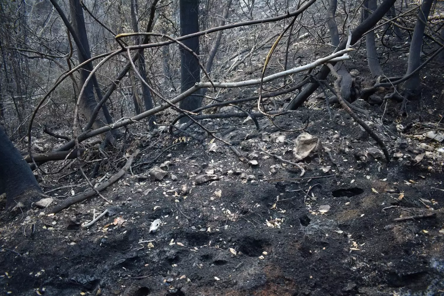 Kangra News: डॉ. अशोक कुमार ने जताई चिंता - जंगलों की आग से बढ़ रही है कार्बन डाइऑक्साइड, लोगों की सेहत पर असर Kangra News: डॉ. अशोक कुमार ने जताई चिंता - जंगलों की आग से बढ़ रही है कार्बन डाइऑक्साइड, लोगों की सेहत पर असर