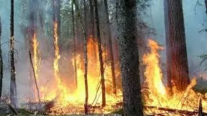HP Forest Fire: गर्मी की दस्तक के साथ ही सुलगने लगे जंगल, महज 9 दिनों में 113 हेक्टेयर वन क्षेत्र जलकर खाक