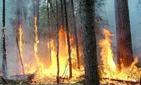 HP Forest Fire: गर्मी की दस्तक के साथ ही सुलगने लगे जंगल, महज 9 दिनों में 113 हेक्टेयर वन क्षेत्र जलकर खाक