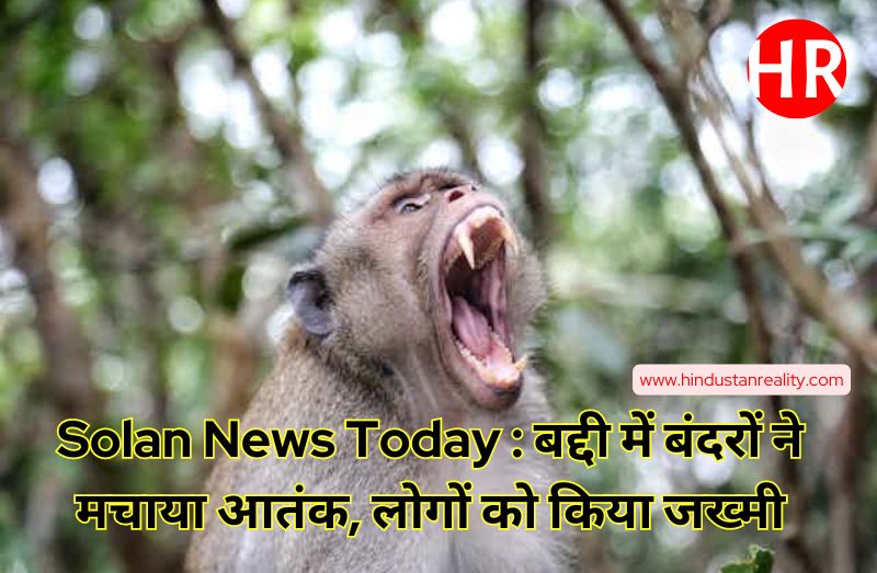 Solan News Today : बद्दी में बंदरों ने मचाया आतंक, लोगों को किया जख्मी
